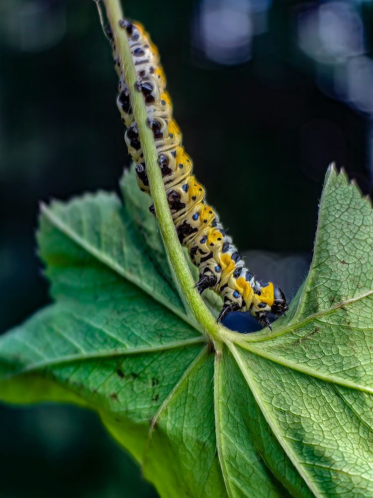 Photograph by Евгений Симион