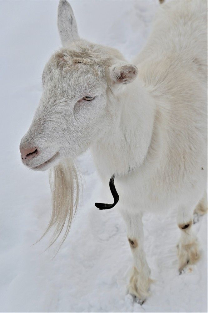 Фотография автора IRINA FILIPPOVA