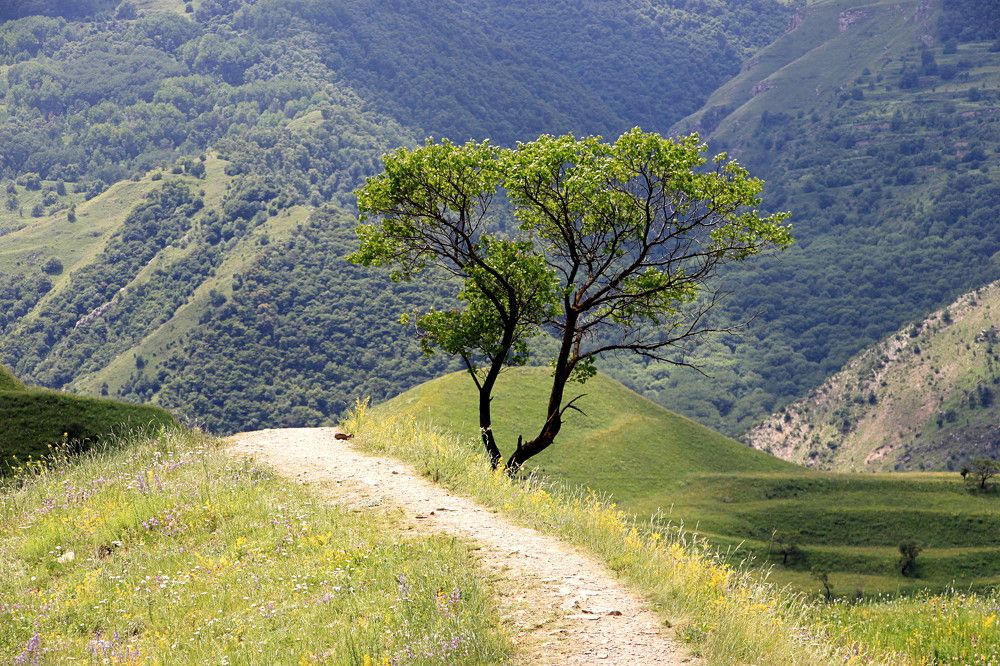 Одинокое дерево