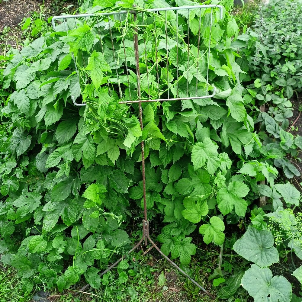 Photograph by Анастасия Горбачева