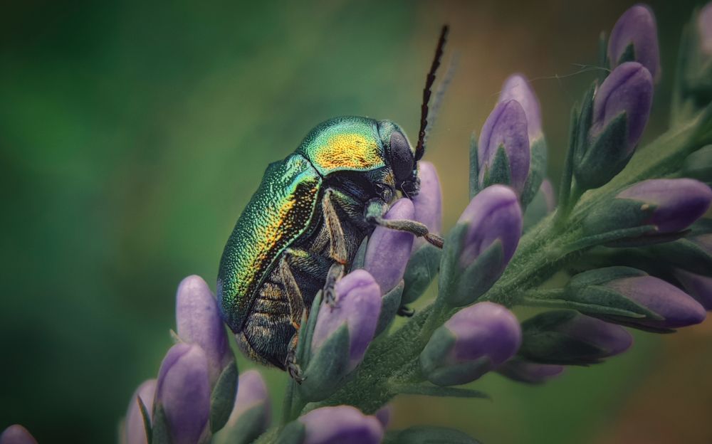 Photograph by Grebnev (DicDoc) Dmitriy