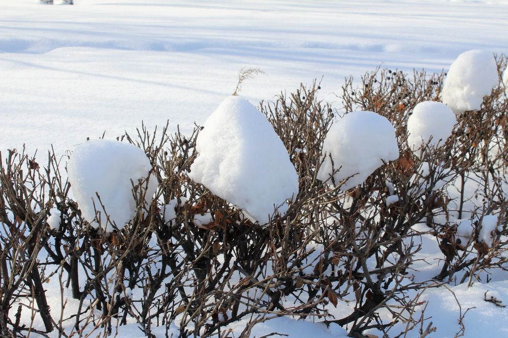 Photograph by Сироткина Нина