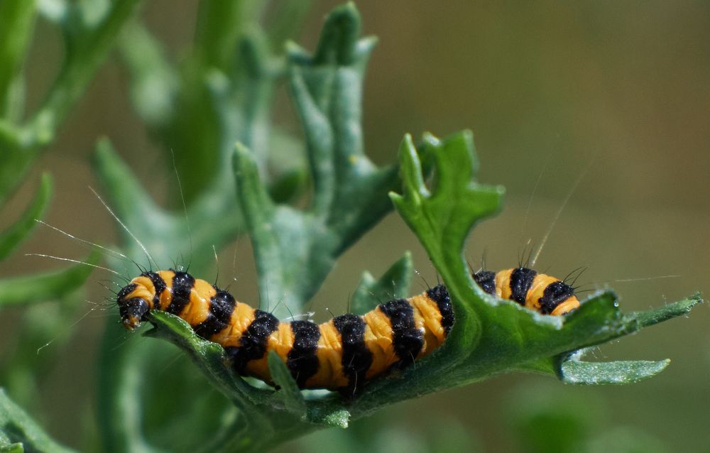Фотография автора Ekaterina Palant