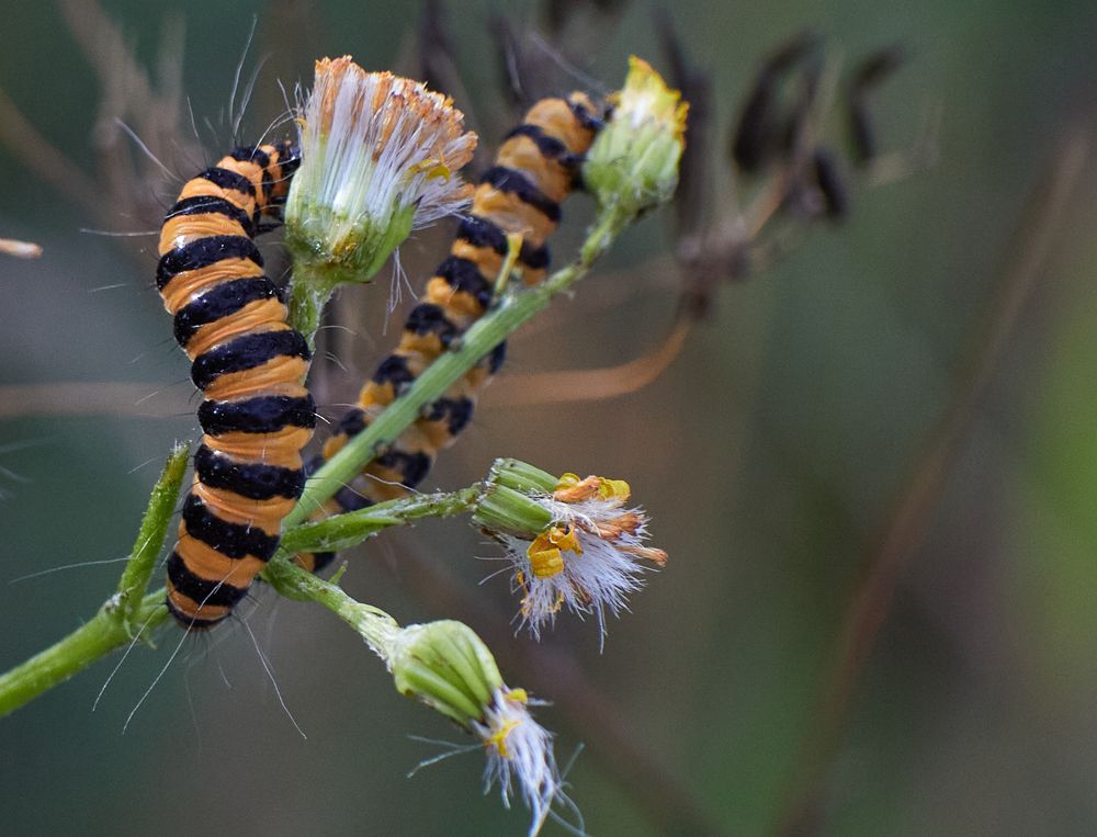 Фотография автора Ekaterina Palant