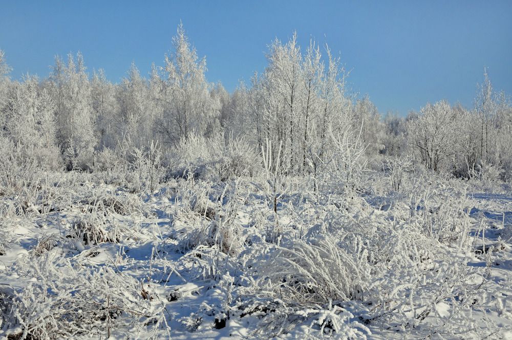Фотография автора Николай Семенец