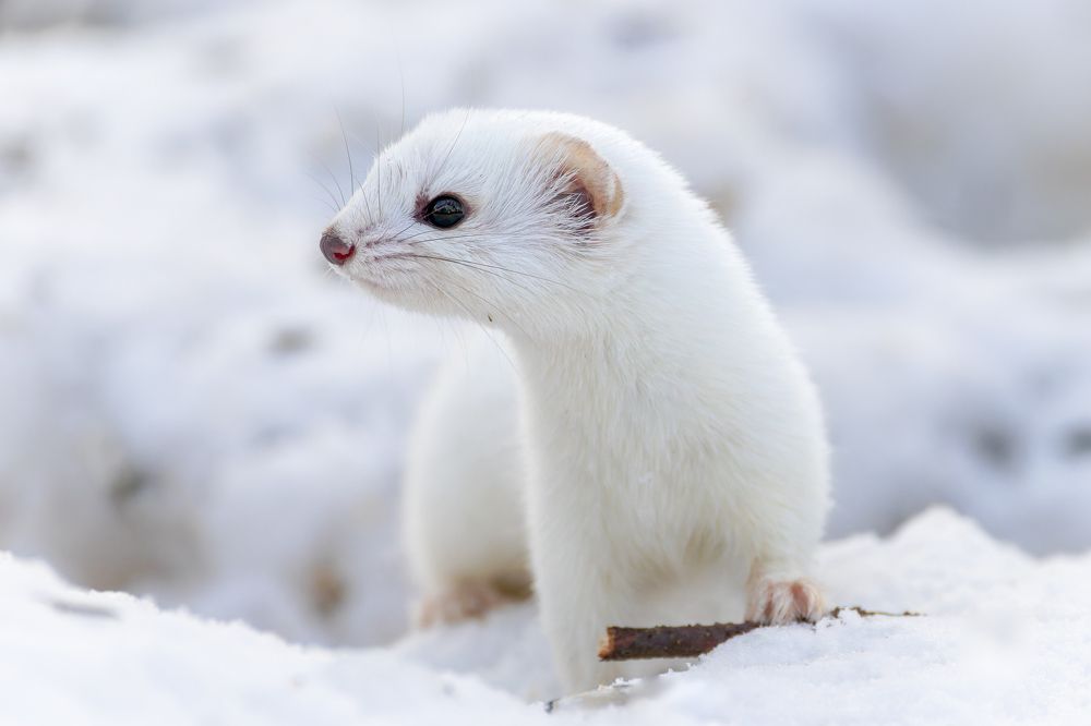 Photograph by Антон Науменко