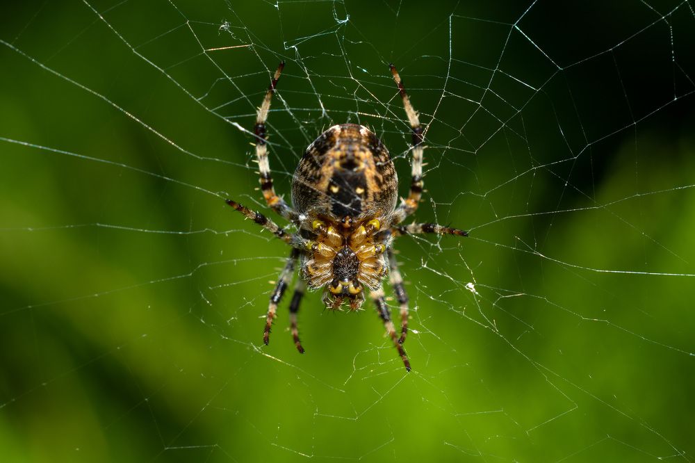 Photograph by Павел Юнусов