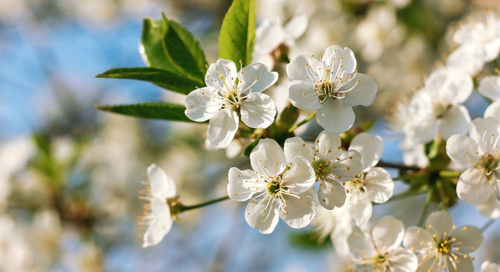 Фотография автора Sergey Nikonorov