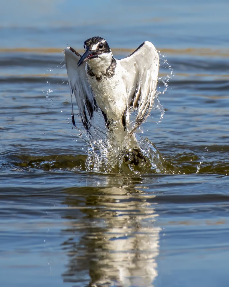 Photograph by Ayman Muhammad Ayman Muhammad Elshahat  Ahmad