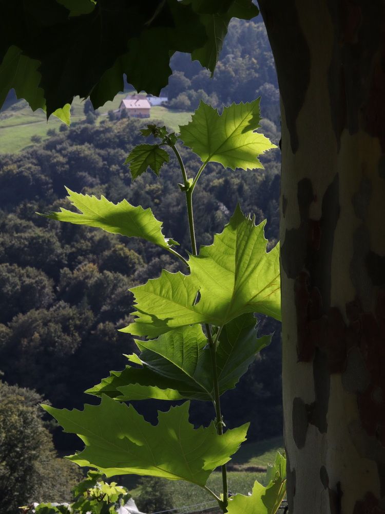 Фотография автора Наталия