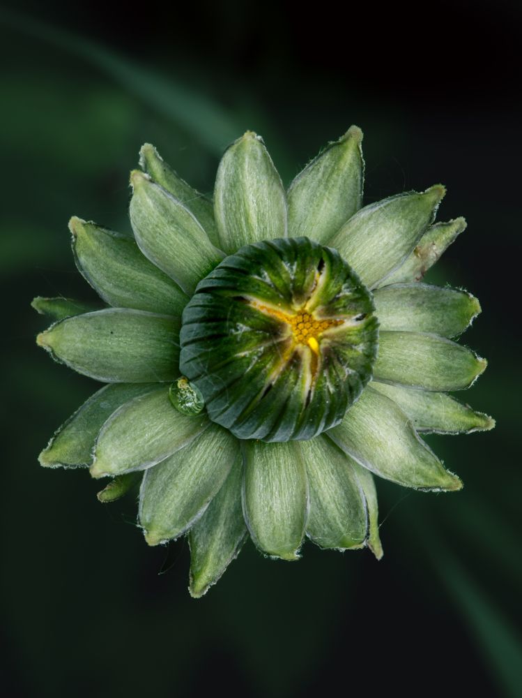 Photograph by Галина Суровицкая