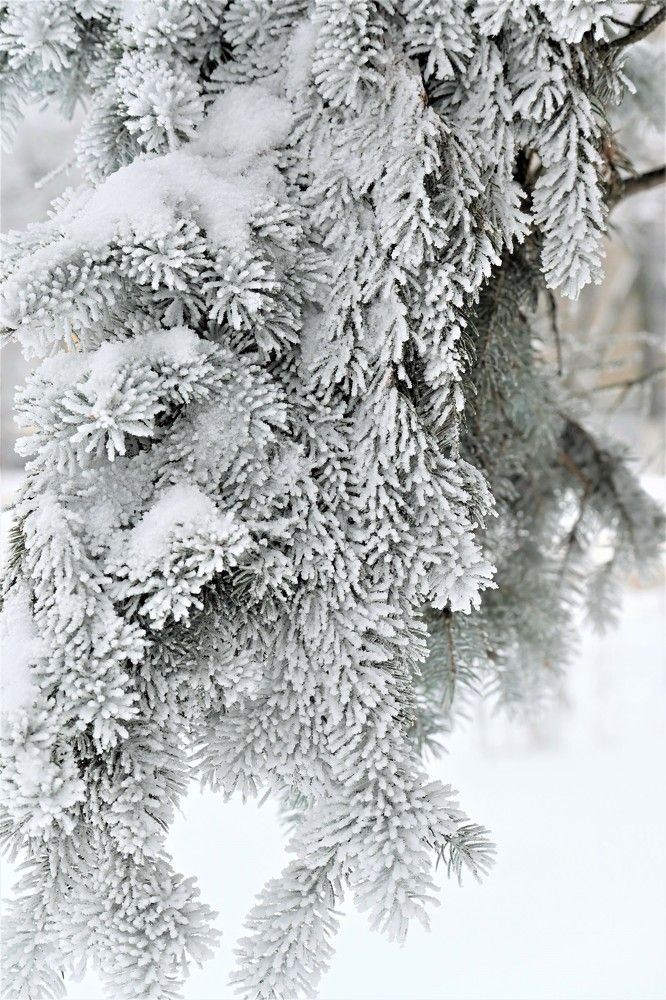 Фотография автора IRINA FILIPPOVA