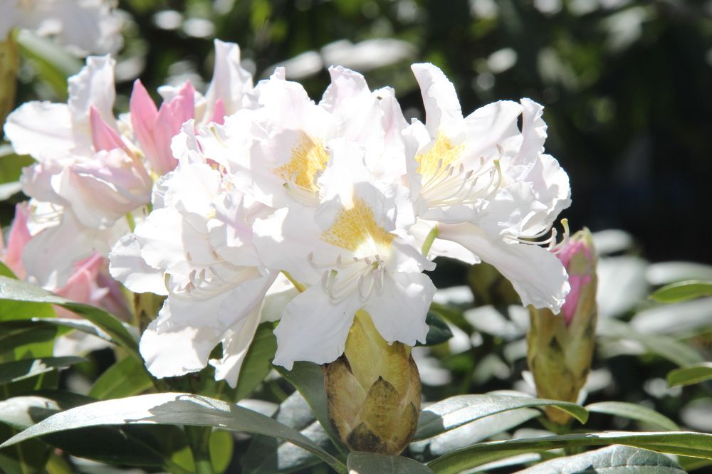 Photograph by Igors Rostikovs