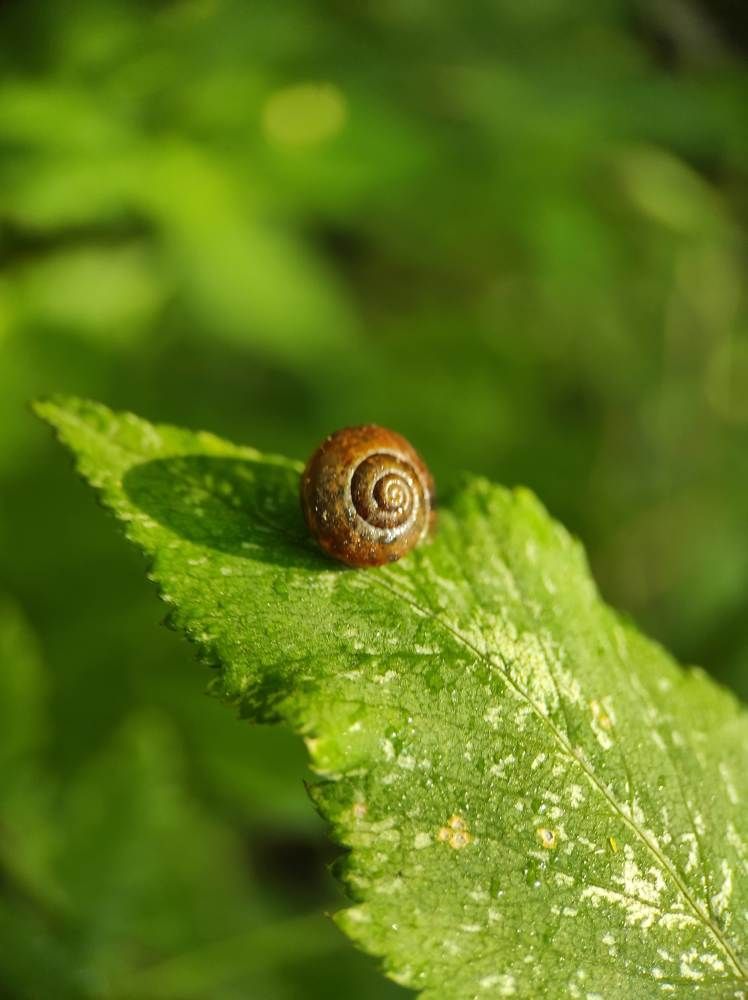 Фотография автора Марина Алексеевская