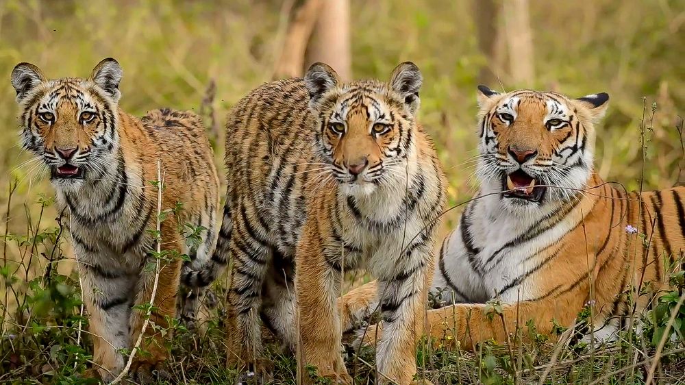 Photograph by Atul Sharma