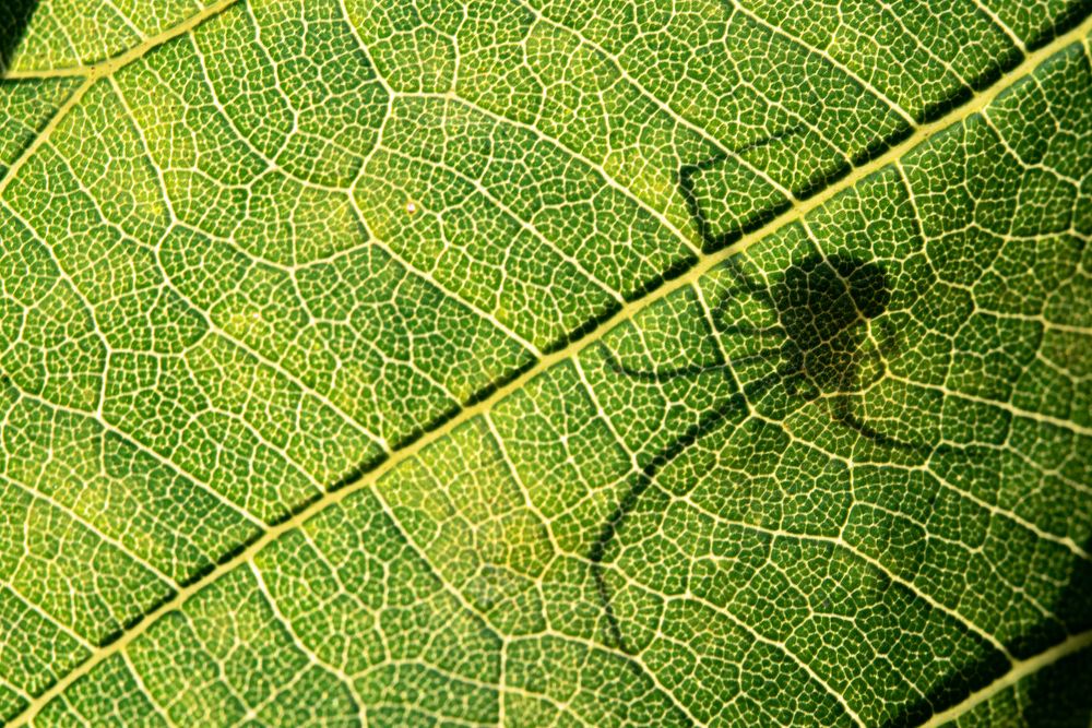 Фотография автора Krisztina Mácsai