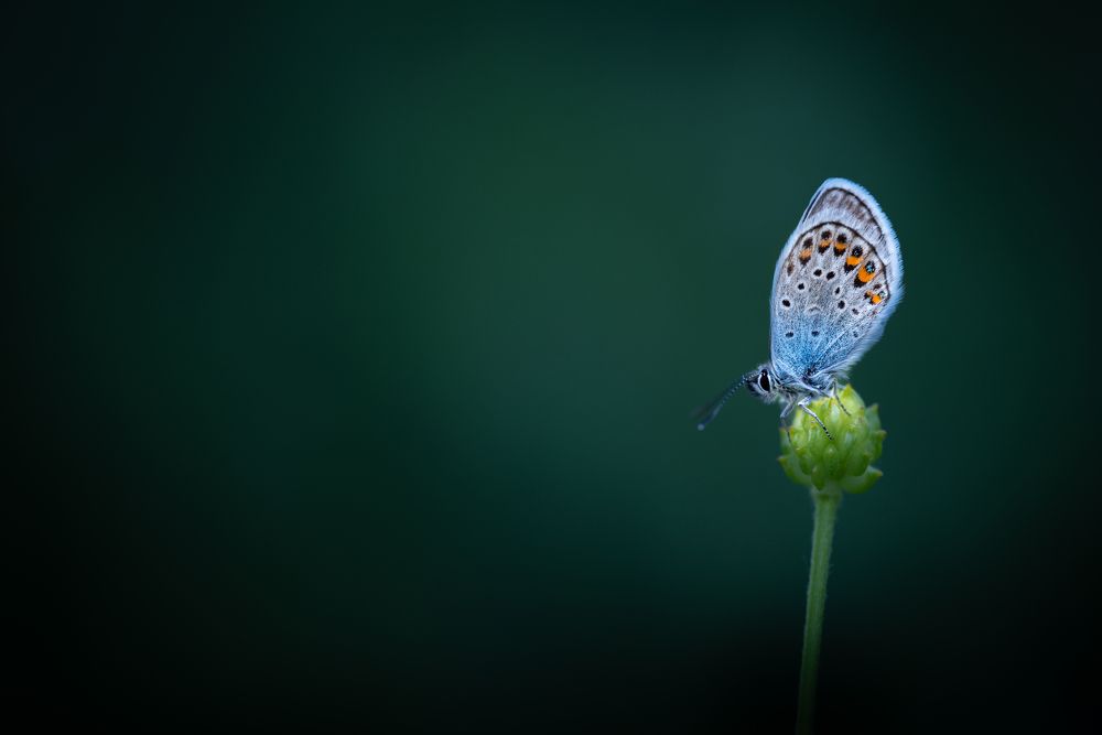 Фотография автора Krisztina Mácsai