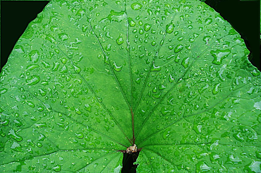 Дорожки капелек