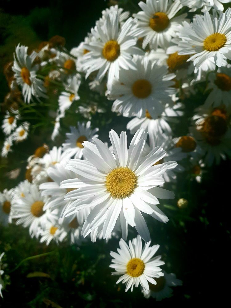 Фотография автора Ирина Дроздова