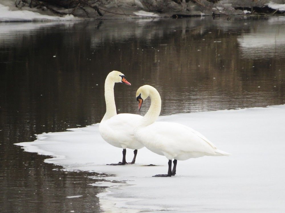Лебединая верность