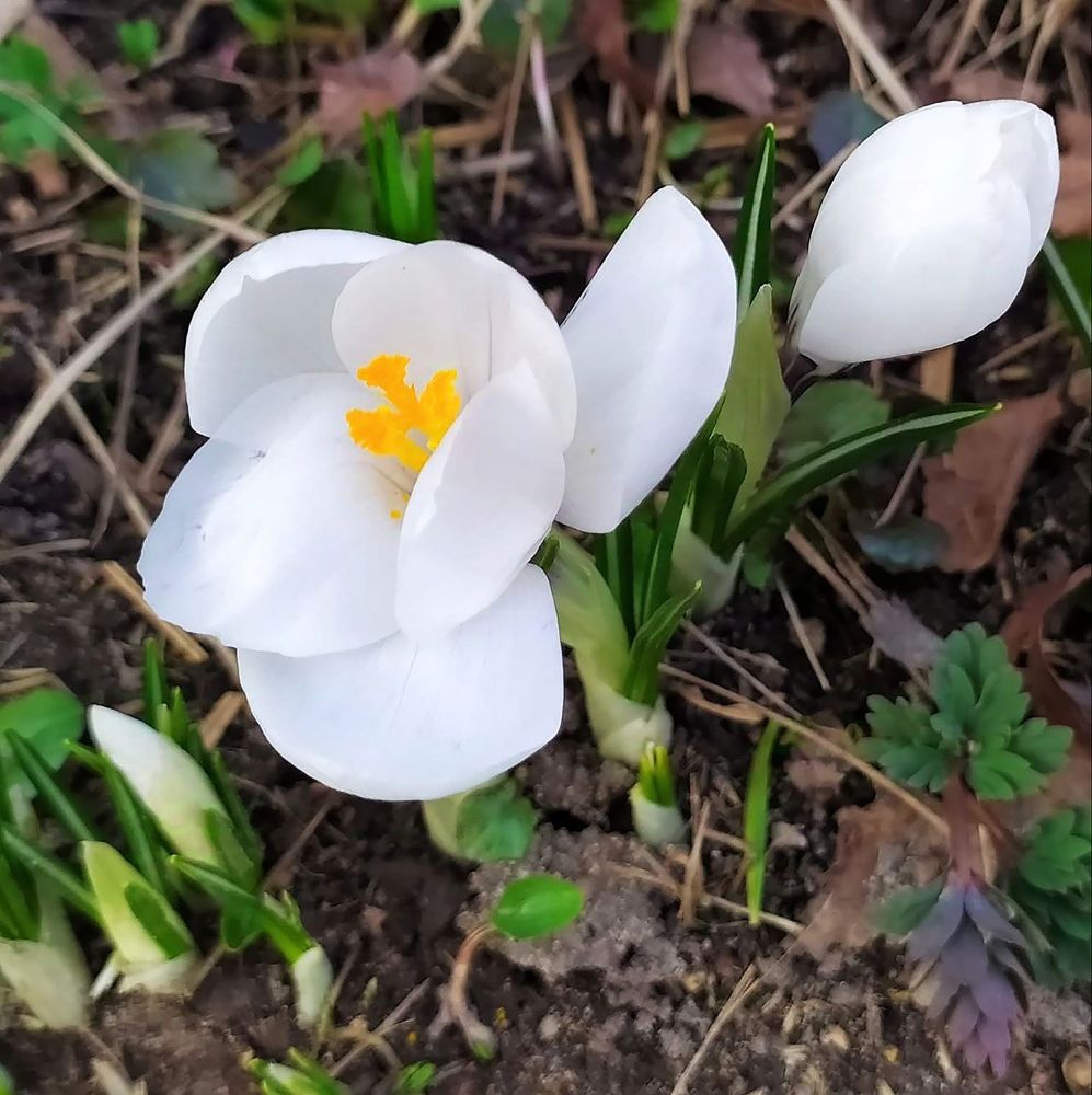 Белый крокус