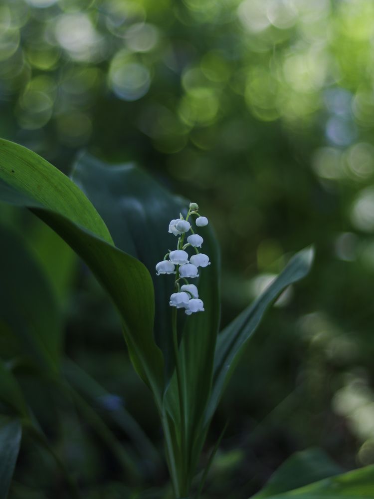 Photograph by Ирина Корабельникова