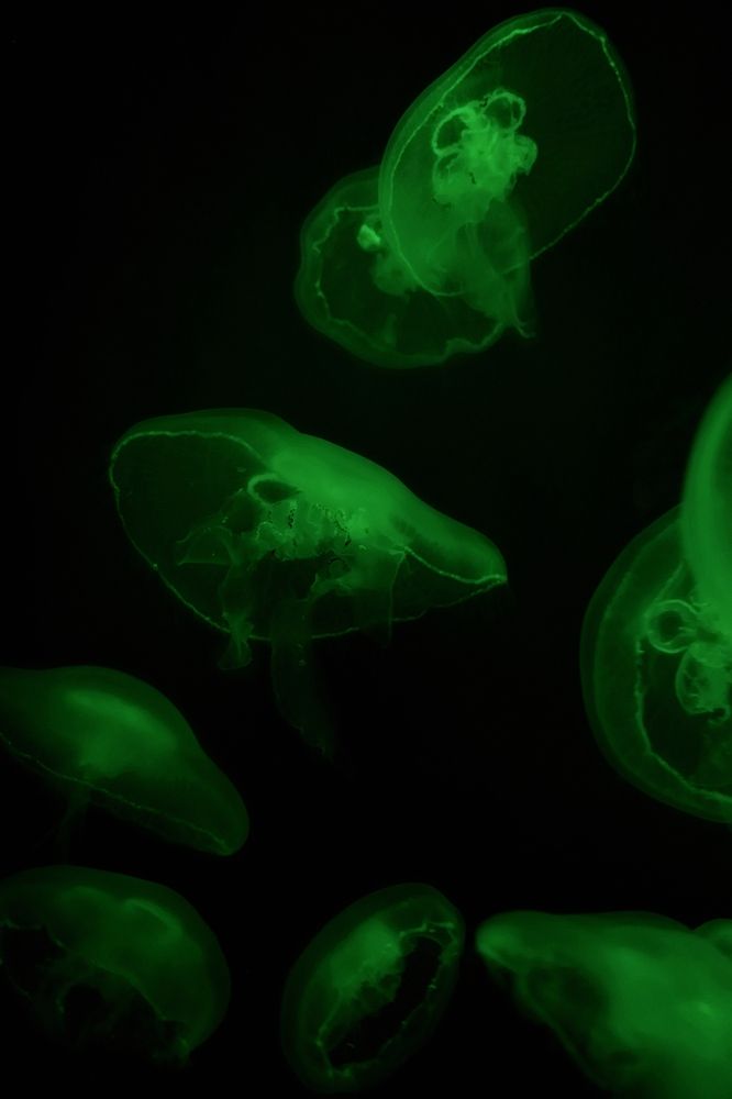 Медузы (jellyfish)