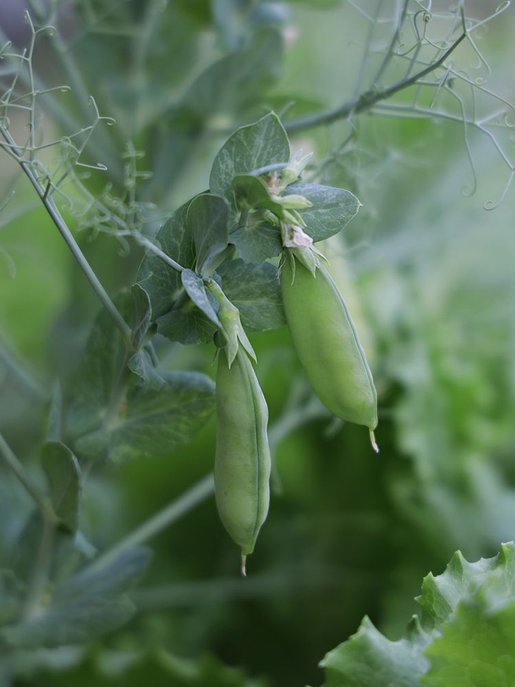Нежный горошек (delicate peas)