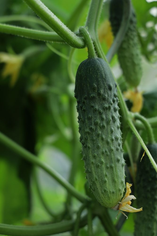 Зеленый в пупырышку (green in the pimple)