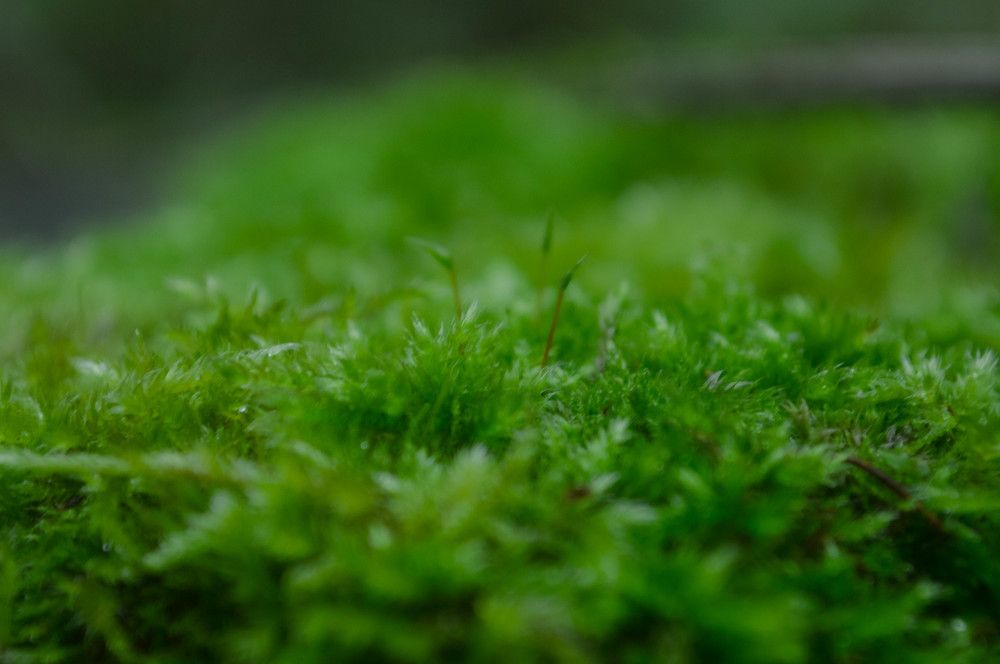 Photograph by Дмитрий Петров