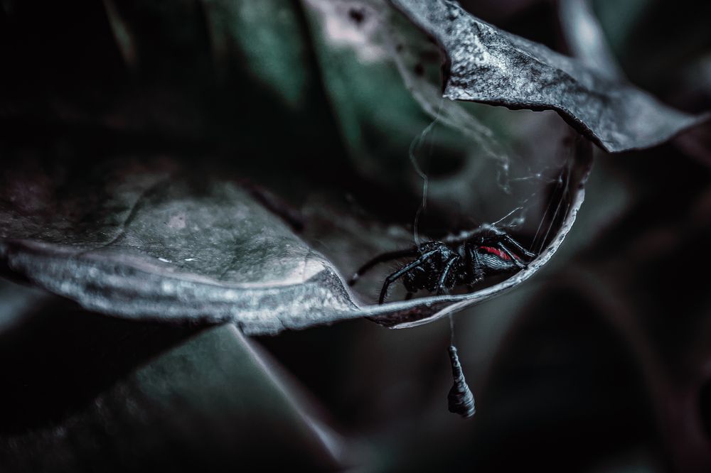 Photograph by Rodrigo Silveira