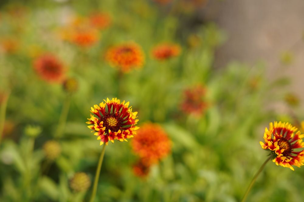 Photograph by Dhruv Jain