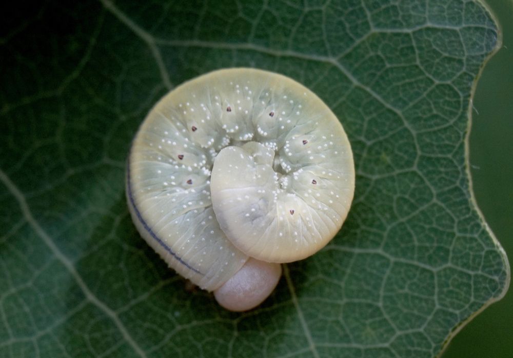 Photograph by Лена Максимкина