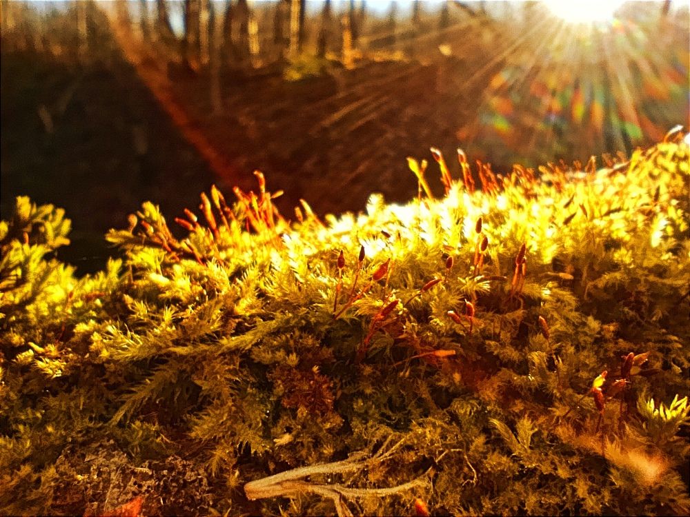 Photograph by Юлия Смирнова