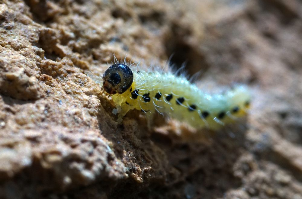 Photograph by Лена Максимкина