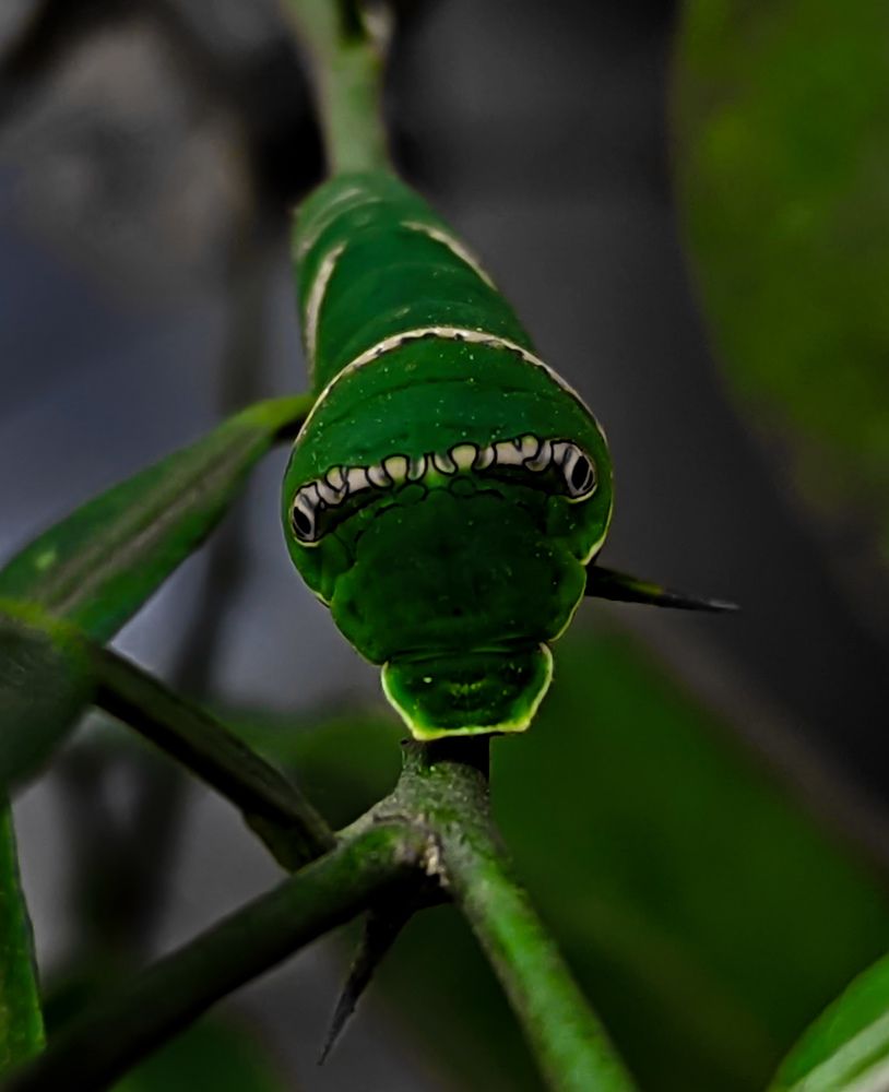 Photograph by SARAVANA MANICKAM