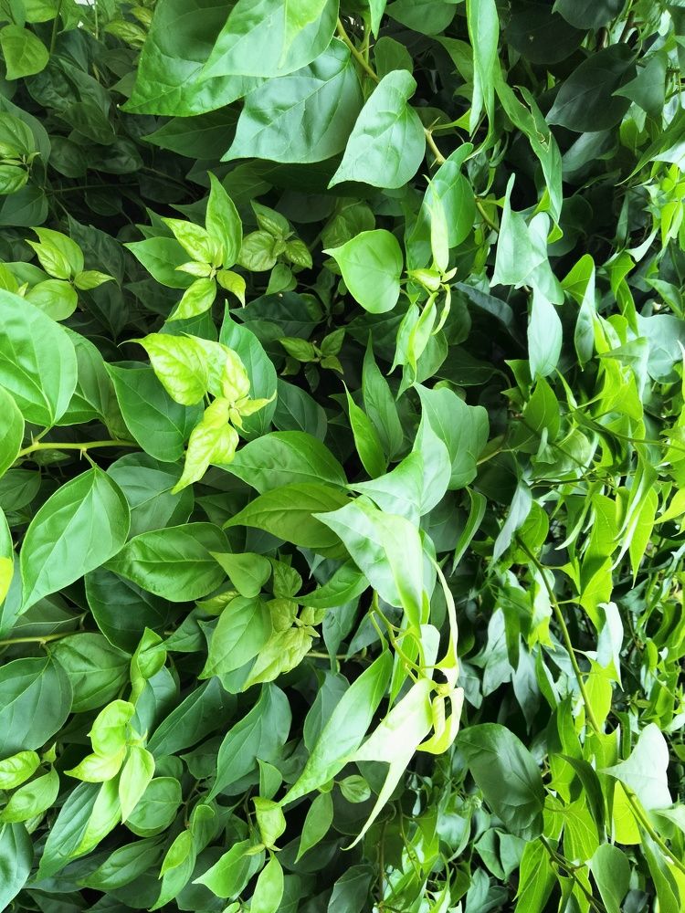 Photograph by Batool Sana