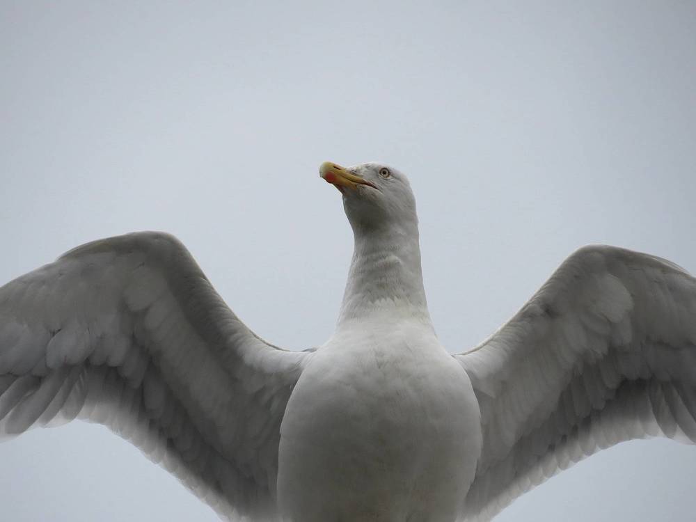 Photograph by Оксана Малахова