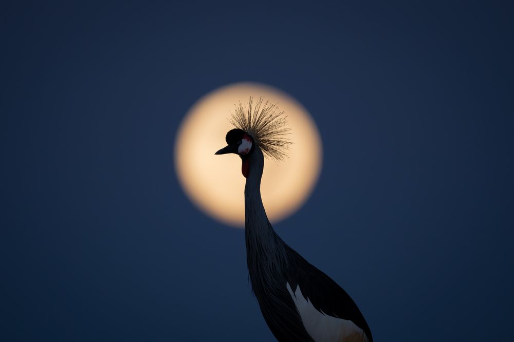 The Moon & the Crown