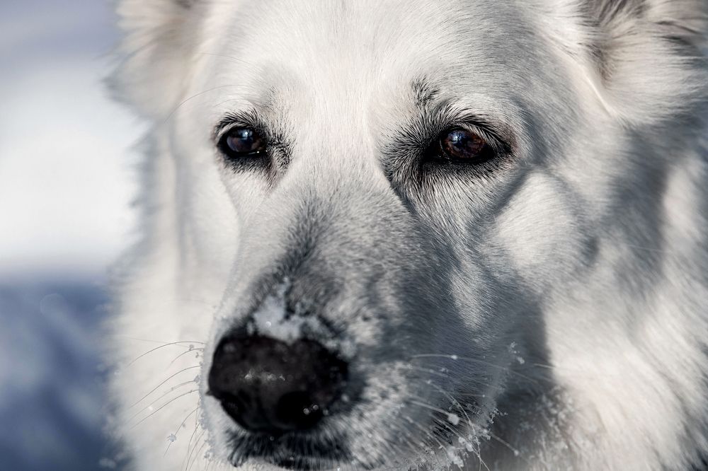 Photograph by Алина Сергеевна