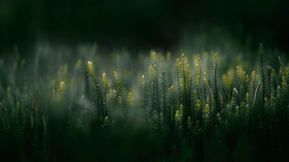 Photograph by Мозжухин Максим