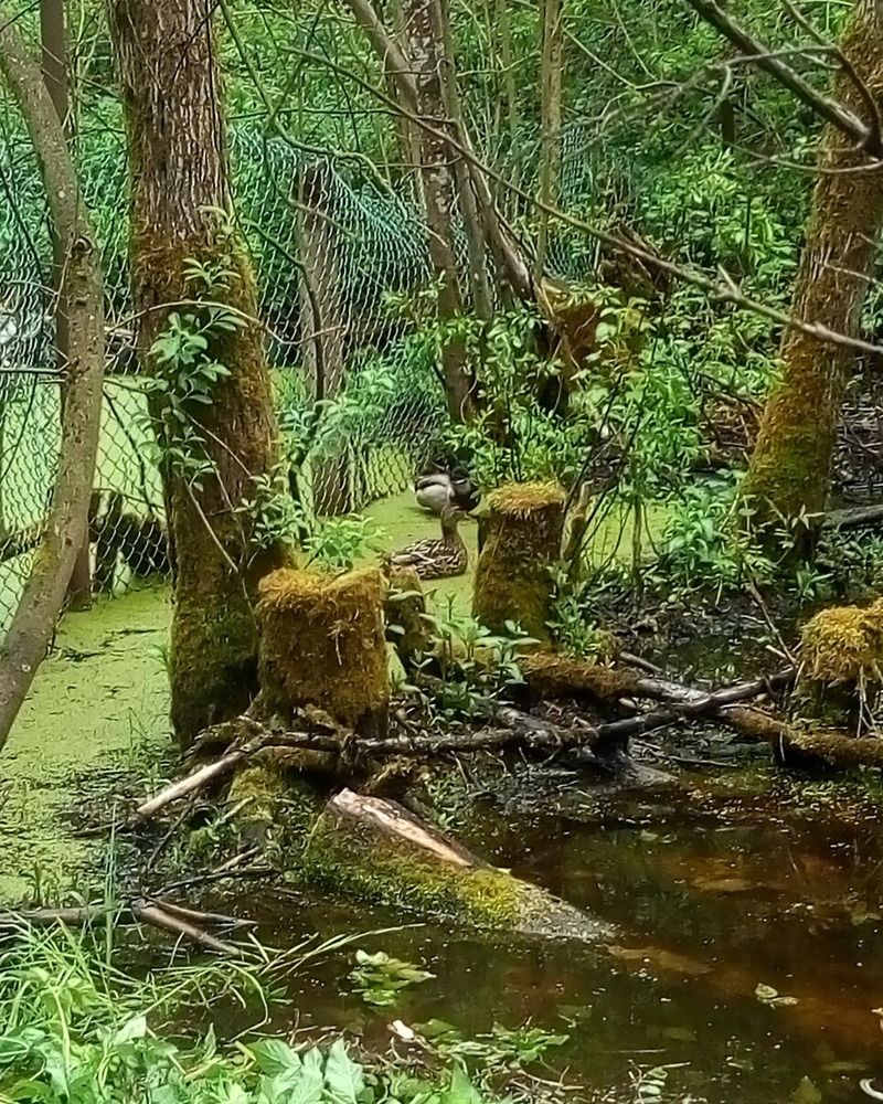 Photograph by Людмила Ковалева