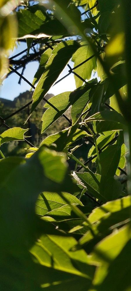 Фотография автора Шамиль