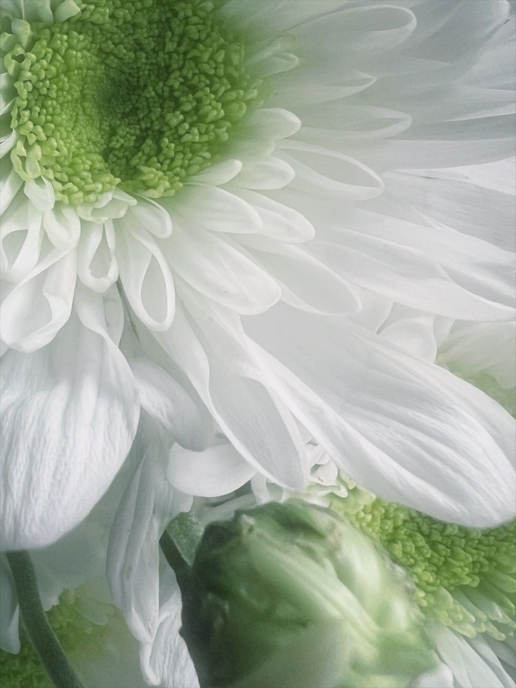 Photograph by Ekaterina Vinogradova