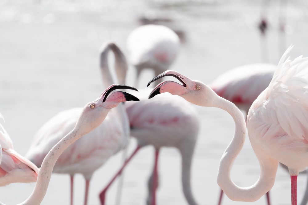 Flamingos