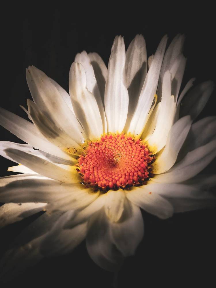 Photograph by Кристина Полякова