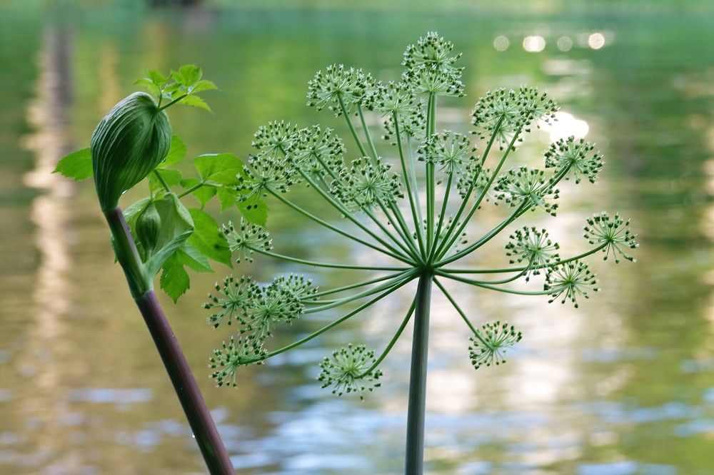 Photograph by jelena konickaja