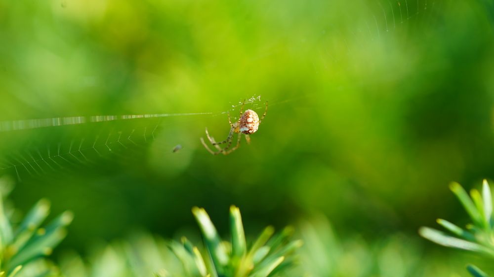 Photograph by Toomas Tõnisalu