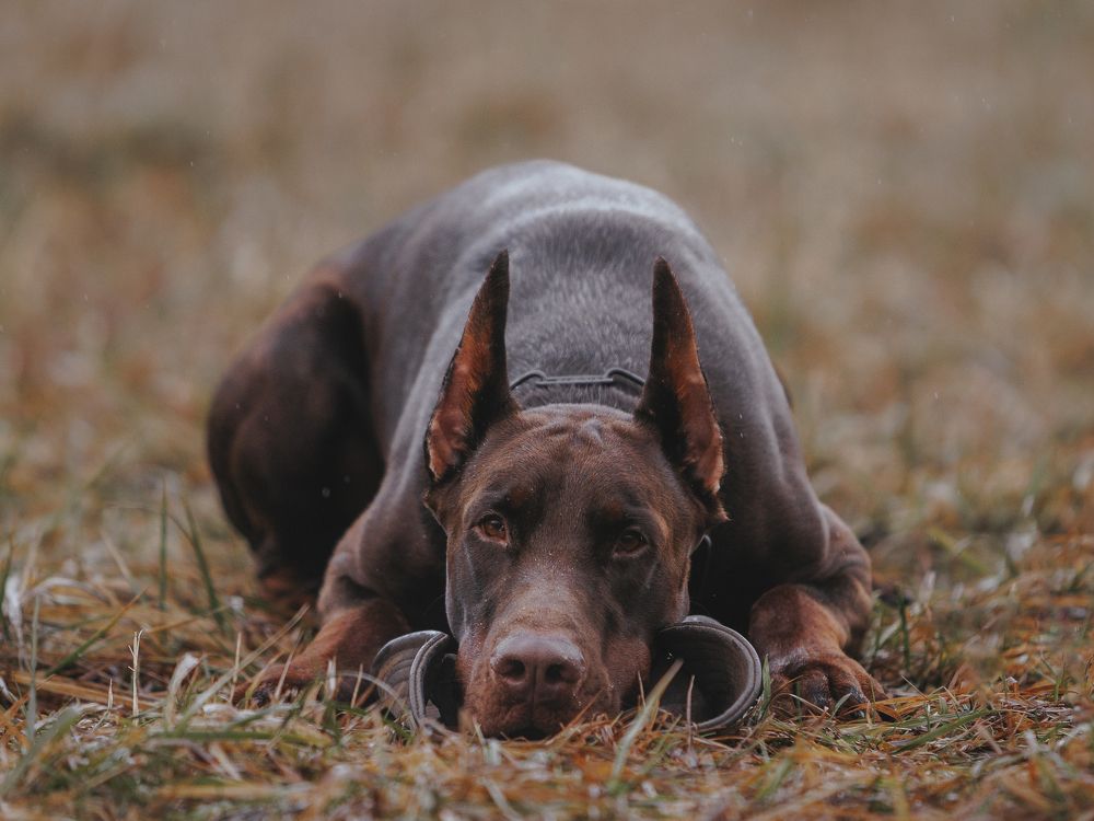 Photograph by Мария Клещенко