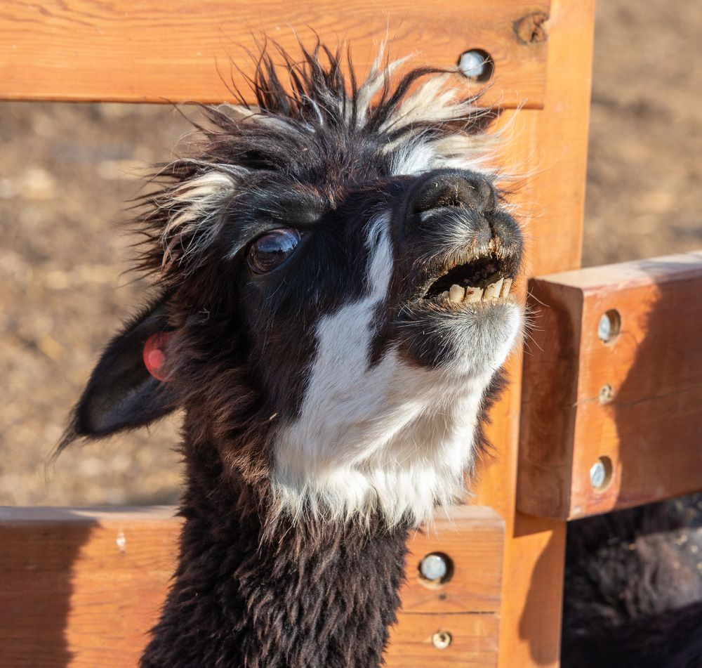 Photograph by Vladimir Bragilevsky